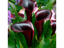 ����� ������������ (Schwarzwalder) ���-�� � �������� 3 ��., ���� �� �������� 240 ���..jpg