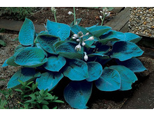 ����� ���������� ��� (Bressingham Blue) ���-�� � �������� 1 ��., ���� �� �������� 70 ���..jpg