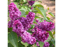 ����� ����(�����)