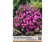 ����� ����-����������� Patricia Ballard ���� 1 �� 91�