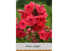 ����� Juliglut ���� �� 1 �� 66�.00�.