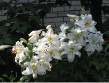 ����� ������ ���. ����.jpg