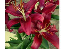 ����� ��������� (Montezuma) ���-�� � �������� 5 ��., ���� �� �������� 125 ���..jpg