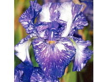 ���� ����� (Batik) ���-�� � �������� 1 ��., ���� �� �������� 99 ���..jpg