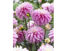 �������� ������� ���� (Paradise Citi) ���-�� � �������� 1 ��., ���� �� �������� 75 ���..jpg