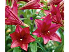 ����� ����� (Miyabi) ���-�� � �������� 5 ��., ���� �� �������� 225 ���..jpg