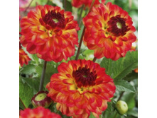 �������� ����� (Icoon) ���-�� � �������� 1 ��., ���� �� �������� 75 ���..jpeg