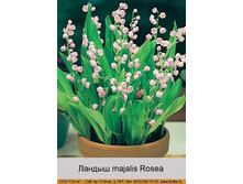 ������ majalis Rosea ���� 1 �� 115�