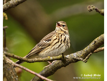 ������ �����.jpg