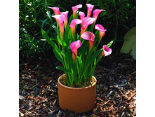 ��� ��������� ����� � ����2