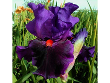 Local Color-4,39.jpg