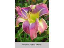 �������� Mildred Mitchell ���� �� 1 �� 114�.00�.