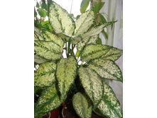 Aglaonema "First Diamond"