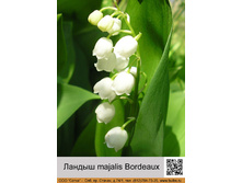������ majalis Bordeaux ���� 1 �� 33�