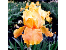 ���� ������� ���� (Apricot Silk) ���-�� � �������� 1 ��., ���� �� �������� 109 ���..jpg