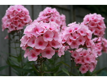 ����� �������� ���. ����.jpg