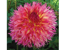 ������� ����� ����� (Myrtles Folly) ���-�� � �������� 1 ��., ���� �� �������� 80 ���..jpg