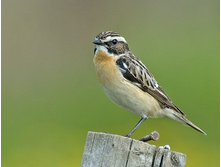 ������� �����.jpg