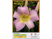 �������� Catharine Woodbury ���� 1 �� 77�.00�.