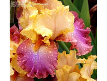 High Chaparral-10,53.jpg