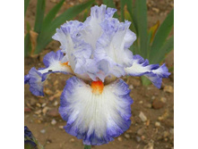 ���� Seducteur-7,90.jpg