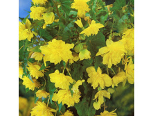 ������� ��������� ������ (Pendula Yellow) ���-�� � �������� 2 ��., ���� �� �������� 84 ���..jpg