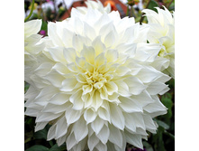 �������� ������� (Fleurel) ���-�� � �������� 1 ��., ���� �� �������� 85 ���..jpg