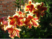 ����� ������� ����� ���. ����2.jpg