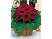 ��������� ������ �� ��� (Etoile de Feu) ���-�� � �������� 3 ��., ���� �� �������� 147 ���..jpg