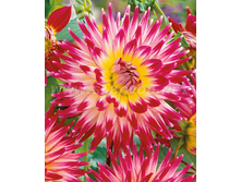 ������� �� �� (Cha Cha) ���-�� � �������� 1 ��., ���� �� �������� 85 ���..jpg