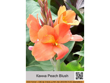 ����� Peach Blush ���� 1 �� 108�