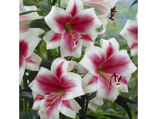 ����� ���������� (Triumphator) ���-�� � �������� 5 ��., ���� �� �������� 145 ���..jpg