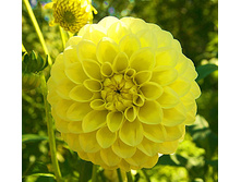 �������� ������ ��� (Golden Torch) ���-�� � �������� 1 ��., ���� �� �������� 74,50 ���..jpg