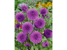 �������� ����� ����� (Robann Regal) ���-�� � �������� 1 ��., ���� �� �������� 84,50 ���..jpg