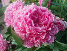 ���� ���� ������ (Sarah Bernhardt) ���-�� � �������� 1 ��., ���� �� �������� 135 ���..JPG