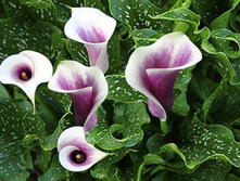 ����� ������� ���. ����.jpg