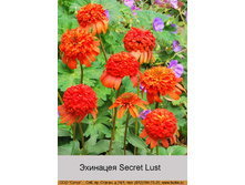 �������� Secret Lust ���� 1 �� 373�.00�.