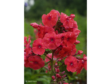 ����� ��������� (Juliglut ) ���-�� � �������� 1 ��., ���� �� �������� 55 ���..jpg