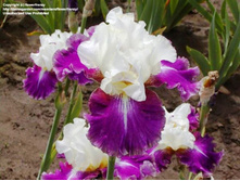 Calypso Beat-5,27.jpg