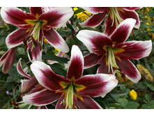 ����� ������ �������� (Judith Saffigna (Miss Lily) ���-�� � �������� 5 ��., ���� �� �������� 225 ���..jpg