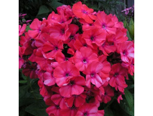 ����� ����� (Tenor) ���-�� � �������� 1 ��., ���� �� �������� 55 ���..jpg