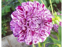 �������� ��������� ��� (Marble Ball) ���-�� � �������� 1 ��., ���� �� �������� 84,50 ���..jpg