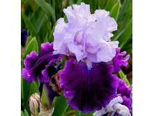 Fit for a King-10,53.jpg