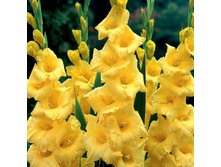 ��������� ���� ���� (Nova Lux) ���-�� � �������� 10 ��., ���� �� �������� 75 ���..jpg