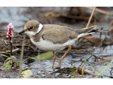 ����� ����.jpg