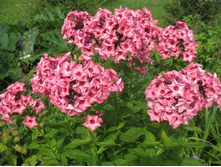 ����� ������ ��� ���. ����2.jpg