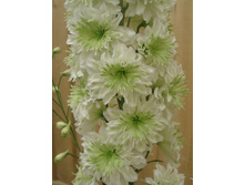 ���������� ������� ������� (Morning Sunshine) ���-�� � �������� 1 ��., ���� �� �������� 189 ���..JPG