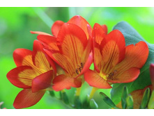 ������ �������� ��������� (Double Orange) ���-�� � �������� 10 ��., ���� �� �������� 62 ���..jpg