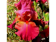 Sorbet Fraise-8,78.jpg