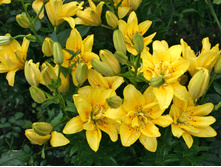 ����� ���� ������� ���. ����.jpg